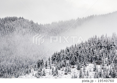 spruce forest 19540760