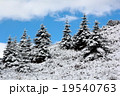 spruce tree winter 19540763