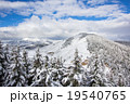 spruce forest around mountain 19540765