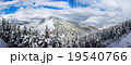spruce forest around mountain 19540766