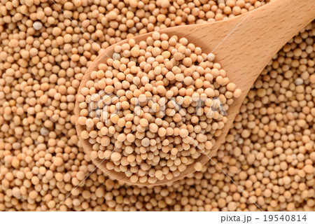 マスタードシード 19540814