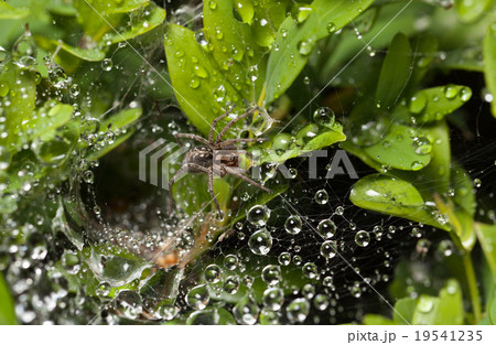 Spider and raindrops on web Spider and raindrops on web 19541235