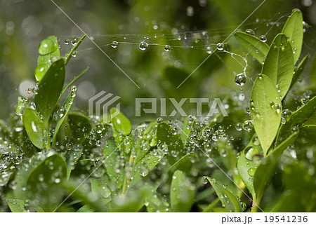 Macro of boxwood in rain 19541236