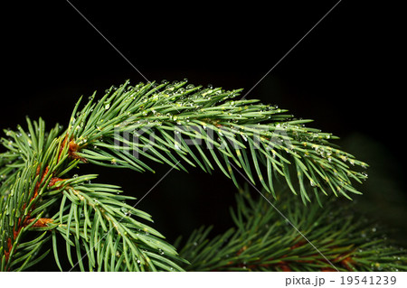 Drops on conifer Drops on conifer 19541239