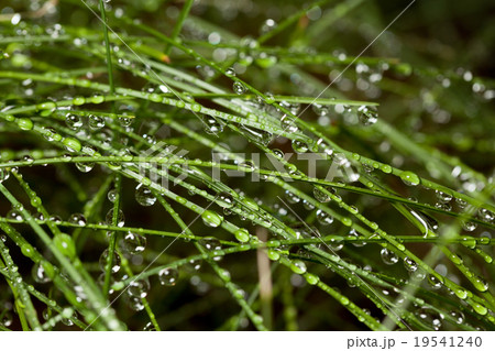 Rain drop on grass Rain drop on grass 19541240