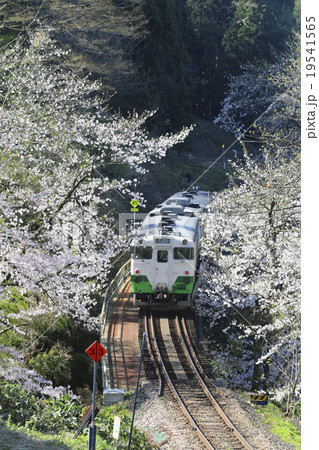 月光寺の桜・只見線 19541565