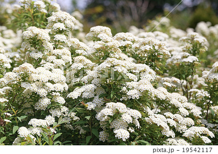 コデマリ コデマリ 19542117