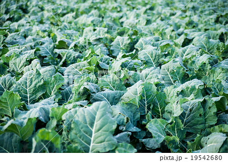 ブロッコリー畑の写真素材