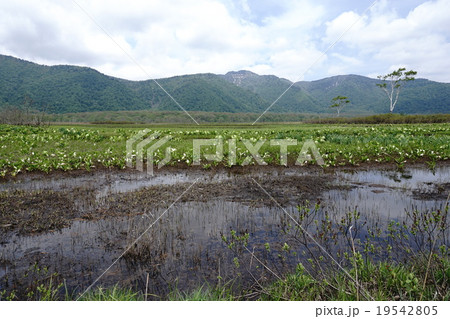 尾瀬 尾瀬 19542805