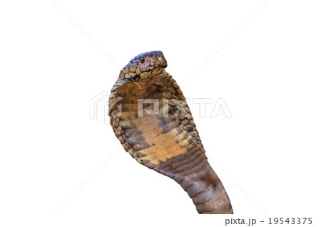 close up  Monocellate Cobra 19543375