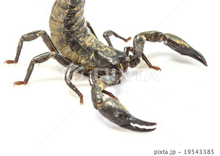 Scorpion ( Pandinus imperator) on white background Scorpion ( Pandinus imperator) on white background 19543385