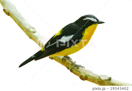 Yellow-rumped Flycatcher perching on a branch 19543402