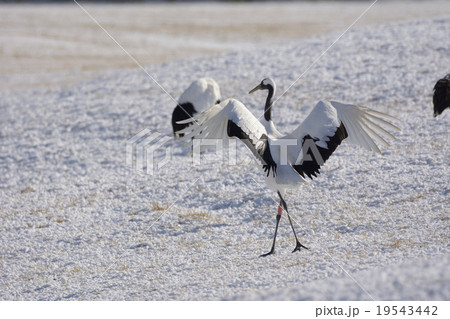 タンチョウ 19543442