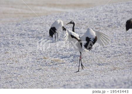 タンチョウ 19543443