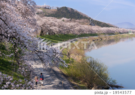 船岡城址公園一目千本桜白石川堤の春,満開の桜,日本さくら名所100選スポットの想い出 19543577