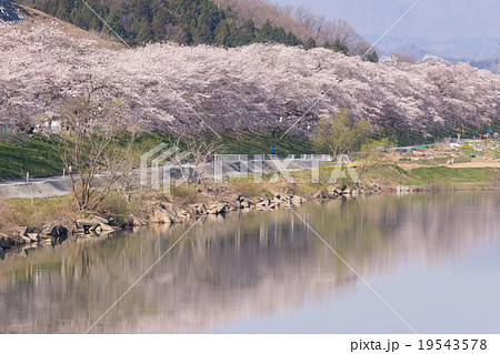 船岡城址公園一目千本桜白石川堤の春,満開の桜,日本さくら名所100選スポット川面に映る桜並木 19543578