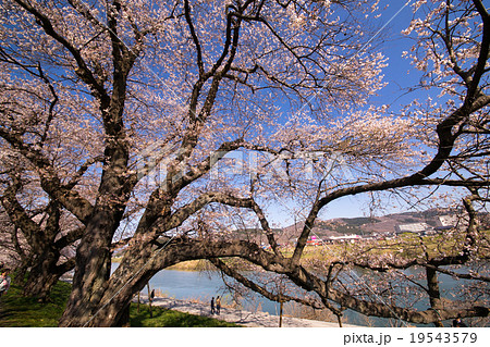 船岡城址公園一目千本桜白石川堤の春,満開の桜,日本さくら名所100選スポット日本一の巨木 19543579