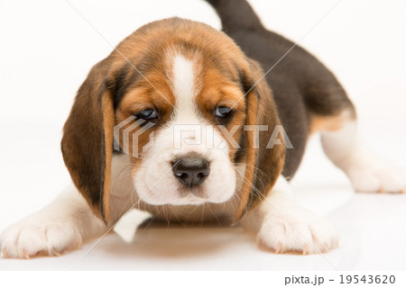 Beagle puppy on white background 19543620