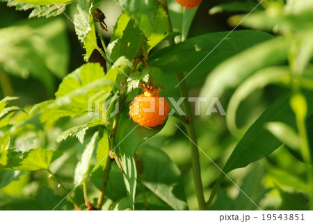 モミジイチゴ 19543851