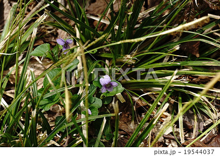 オオタチツボスミレ オオタチツボスミレ 19544037