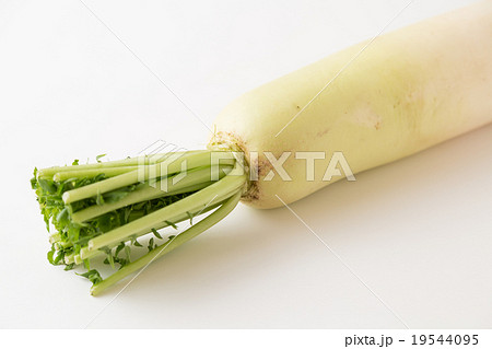 大根 19544095