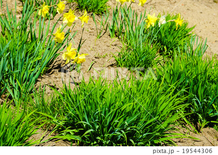 Yellow daffodils flowers in garden. Nature. Yellow daffodils flowers in garden. Nature. 19544306