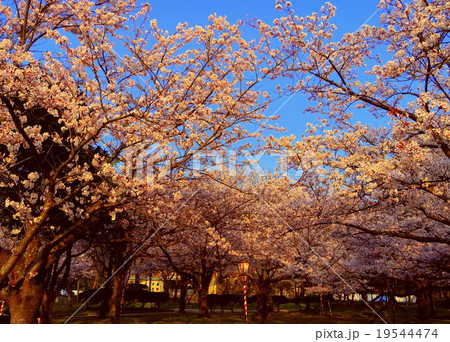 湊山公園の桜 湊山公園の桜 19544474