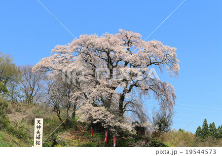 天神夫婦桜 19544573