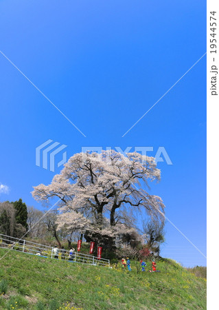 天神夫婦桜 19544574