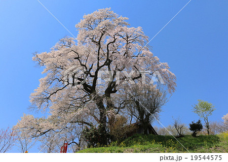 天神夫婦桜 19544575
