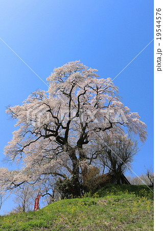 天神夫婦桜 天神夫婦桜 19544576