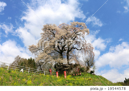 天神夫婦桜 天神夫婦桜 19544578