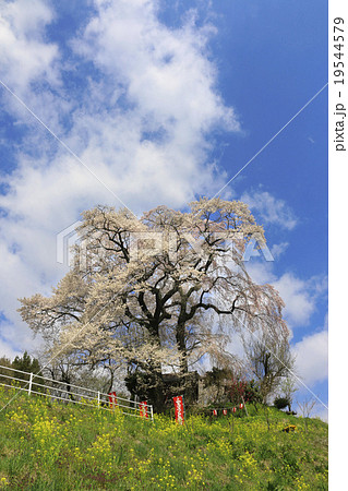 天神夫婦桜 天神夫婦桜 19544579