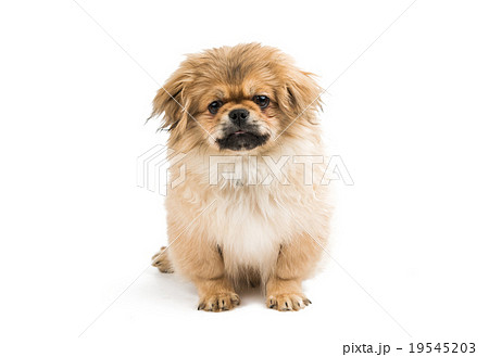 Pekingese portrait Pekingese portrait 19545203
