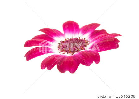 small beautiful flowers small beautiful flowers 19545209