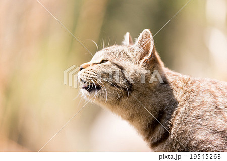 猫の楽園「田代島」ネコの叫び 猫の楽園「田代島」ネコの叫び 19545263