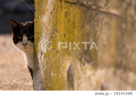 猫の楽園「田代島」侵入者警戒 猫の楽園「田代島」侵入者警戒 19545386