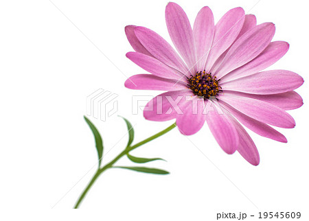 White and Pink Osteospermum DaisyFlower Flower 19545609