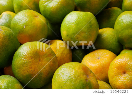 The fresh Chinese green tangerine oranges 19546225