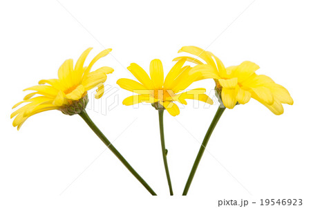 yellow daisy yellow daisy 19546923