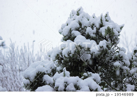 木に積もる雪の写真素材