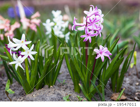 Flowers of Hyacinth Flowers of Hyacinth 19547011