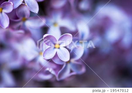 Closeup of Lilac flowers Closeup of Lilac flowers 19547012