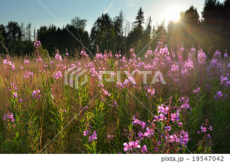 Meadow with willow-herb flowers natural landscape Meadow with willow-herb flowers natural landscape 19547042