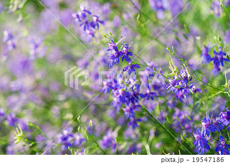 cornflower flowers 19547186