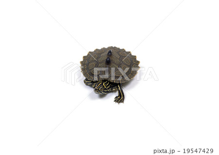 クロコブチズガメ 19547429