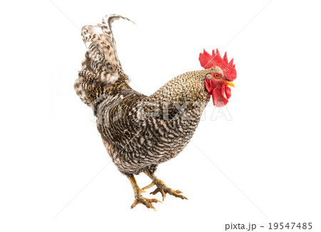 rooster 19547485
