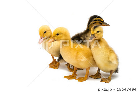 little goslings 19547494