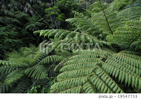 原始の森 19547733