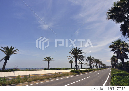 ヤシ並木と空 19547752